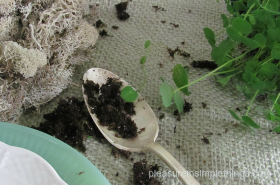 planting shamrocks