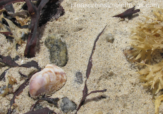 shell