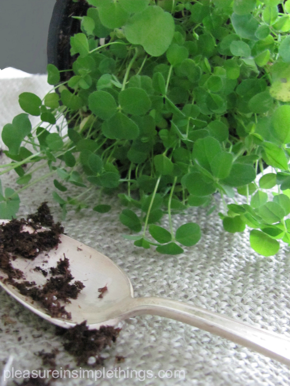 planting shamrocks for St. Pat's