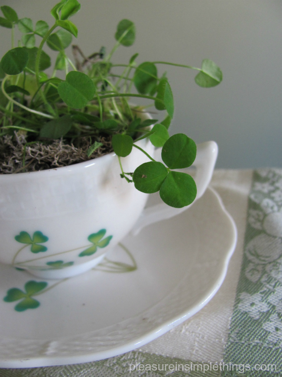 shamrocks in a teacup
