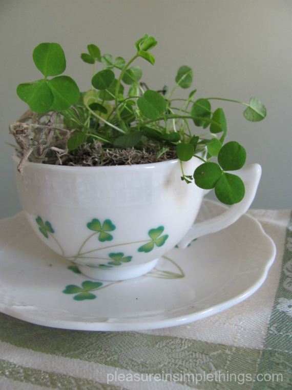 shamrocks in a teacup