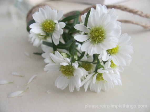 May Day daisies