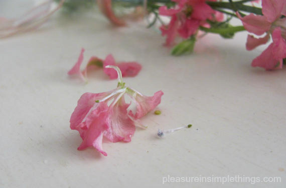 Pink flowers for May Day