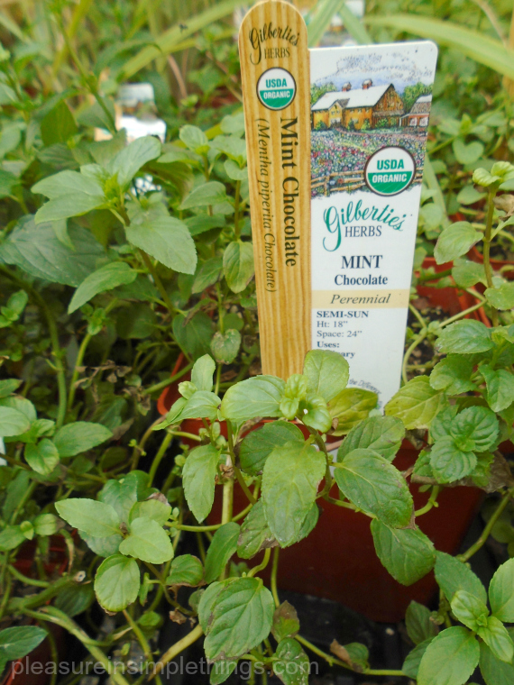 Chocolate mint pleasure in simple things blog